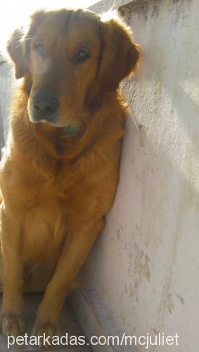 paŞa Erkek Golden Retriever