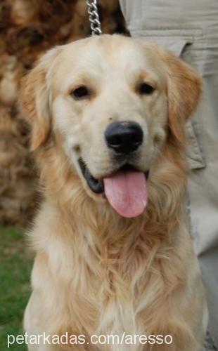 ares Erkek Golden Retriever