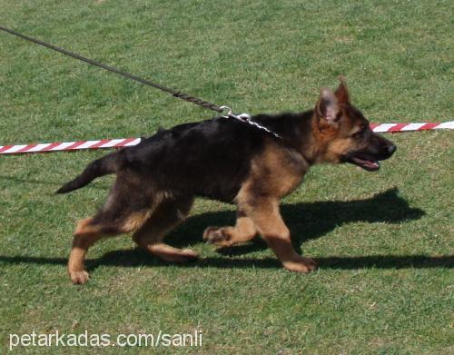 calina Dişi Alman Çoban Köpeği