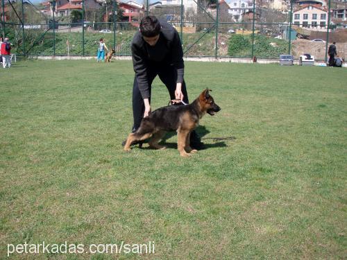 calina Dişi Alman Çoban Köpeği