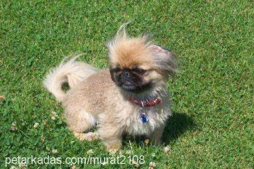 daisy Dişi Pekingese