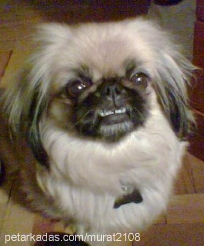 daisy Dişi Pekingese