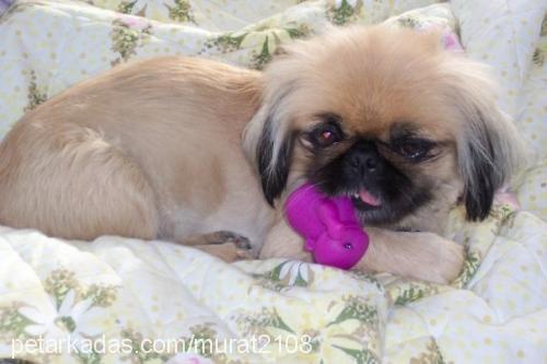 daisy Dişi Pekingese