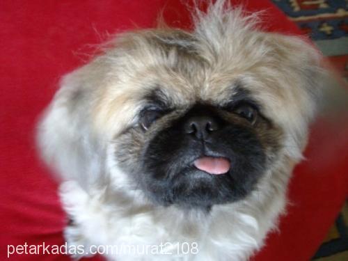 Şaşkın Erkek Pekingese