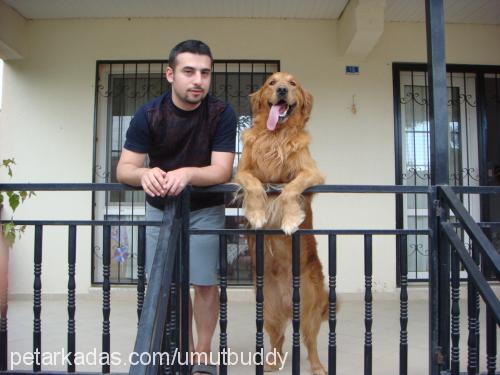 buddy Erkek Golden Retriever