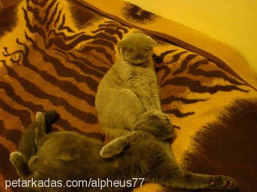 theo Erkek Scottish Fold