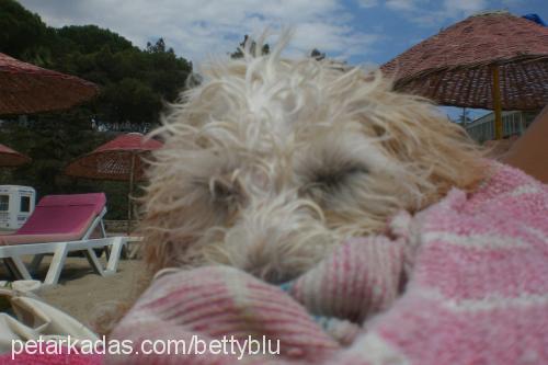 puppy Erkek Silky Terrier