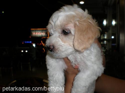 puppy Erkek Silky Terrier