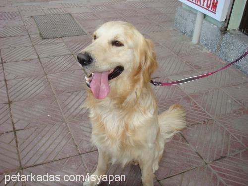 mex Erkek Golden Retriever