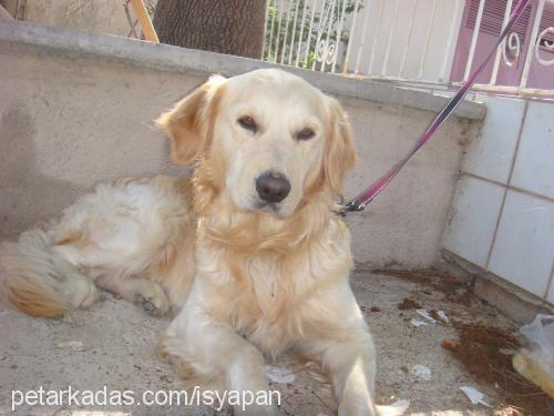 mex Erkek Golden Retriever