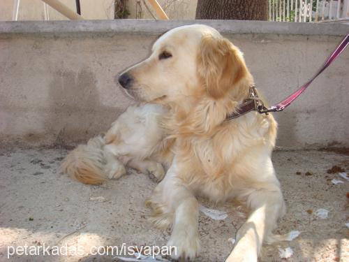 mex Erkek Golden Retriever