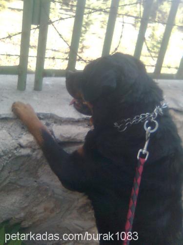 suzi Dişi Rottweiler