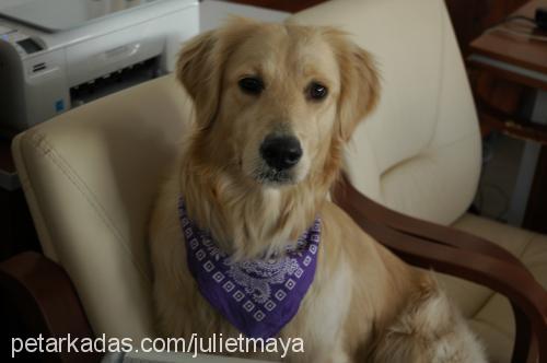 maya Dişi Golden Retriever