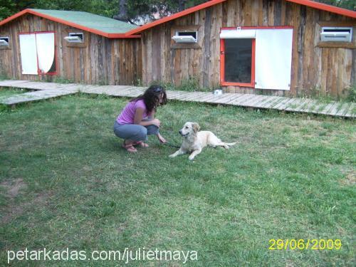 maya Dişi Golden Retriever