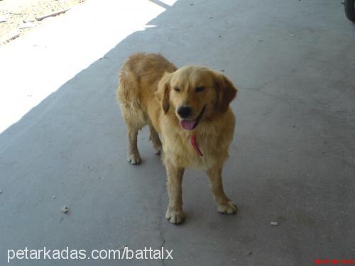 pascal Erkek Golden Retriever