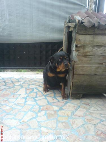 ceyla Dişi Rottweiler