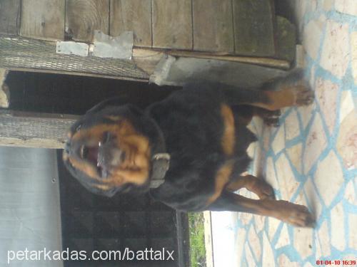 ceyla Dişi Rottweiler