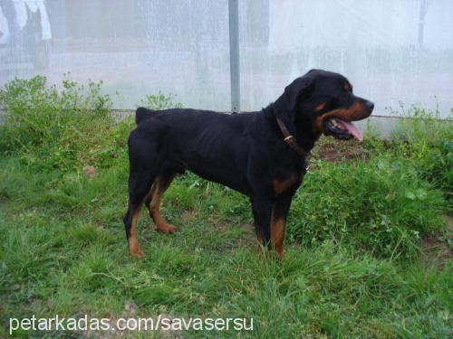 lord Dişi Rottweiler