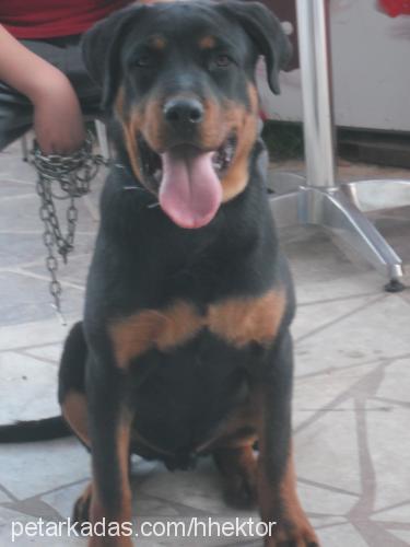 hektor Erkek Rottweiler