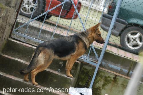 kiraz Dişi Alman Çoban Köpeği