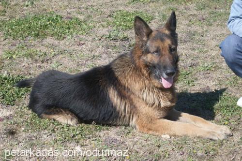 hans Erkek Alman Çoban Köpeği