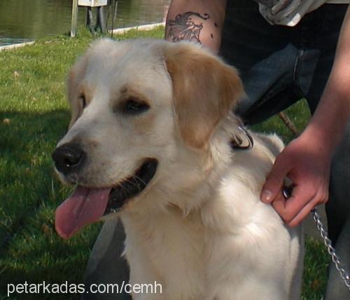 murphy Erkek Golden Retriever