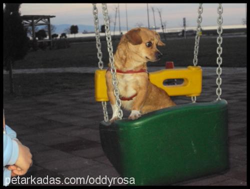 oddyrosa Dişi Chihuahua