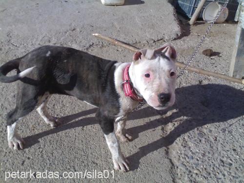 tİna Dişi Amerikan Staffordshire Terrier