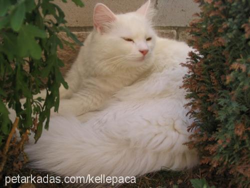 latife Dişi Ankara Kedisi (Angora)