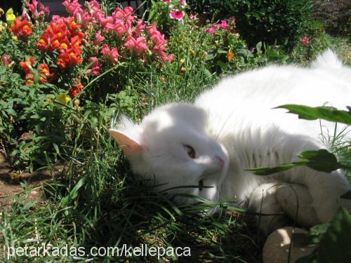 latife Dişi Ankara Kedisi (Angora)