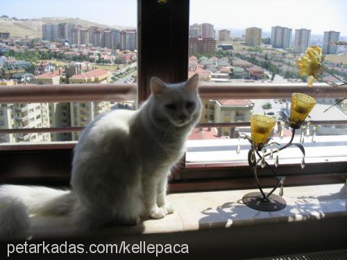 latife Dişi Ankara Kedisi (Angora)