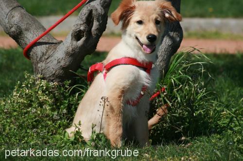 shila Dişi Golden Retriever