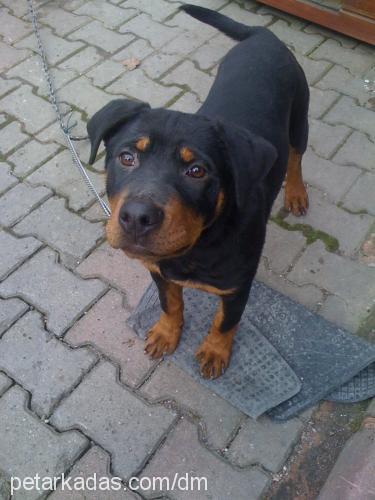 duman Erkek Rottweiler