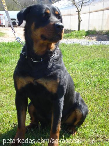 achill Erkek Rottweiler