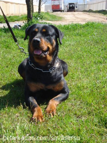 achill Erkek Rottweiler