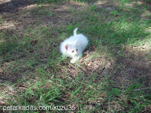 kuzu Dişi Ankara Kedisi (Angora)