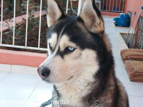 max Erkek Sibirya Kurdu (Husky)