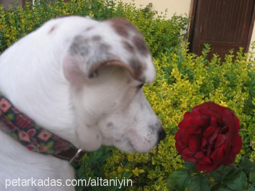 Çilekjackrussel Dişi Jack Russell Terrier