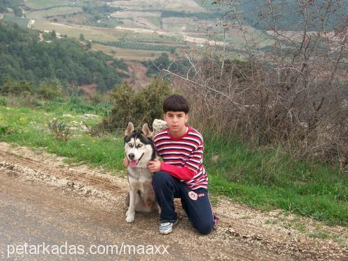 max Erkek Sibirya Kurdu (Husky)