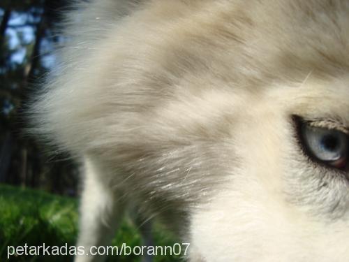 hera Dişi Alaskan Malamute