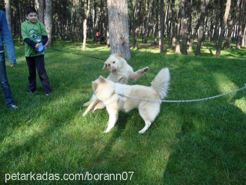 hera Dişi Alaskan Malamute