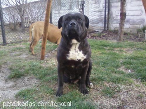 kontes Dişi Mastiff