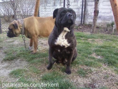 kontes Dişi Mastiff