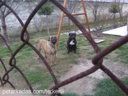 kontes Dişi Mastiff