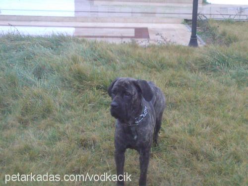 axaaxanastar Dişi Cane Corso Italiano