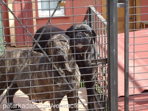 axaaxanastar Dişi Cane Corso Italiano