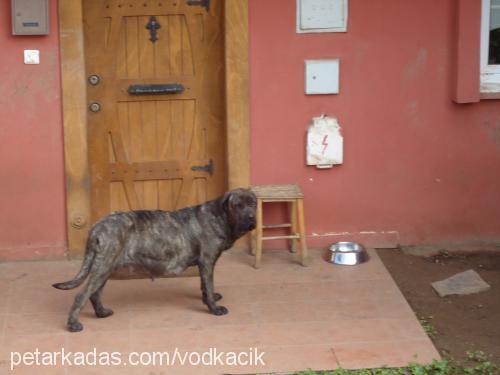 axaaxanastar Dişi Cane Corso Italiano