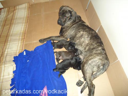 axaaxanastar Dişi Cane Corso Italiano