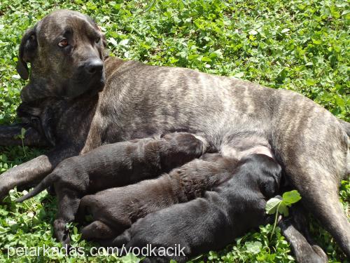 axaaxanastar Dişi Cane Corso Italiano