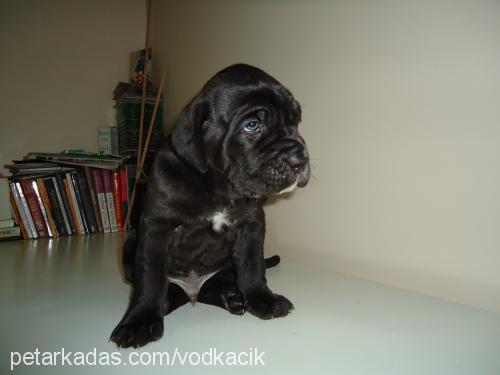 mamba-axaaxanas Erkek Cane Corso Italiano